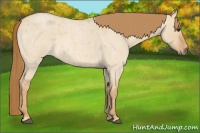 Horse Color:Red Dun Roan Rabicano
