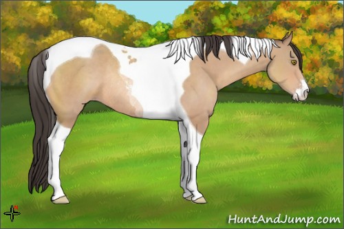 Horse Color:Amber Champagne Sabino Tobiano Rabicano 