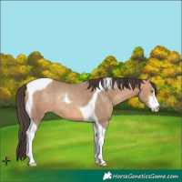Horse Color:Amber Champagne Sabino Tobiano Rabicano