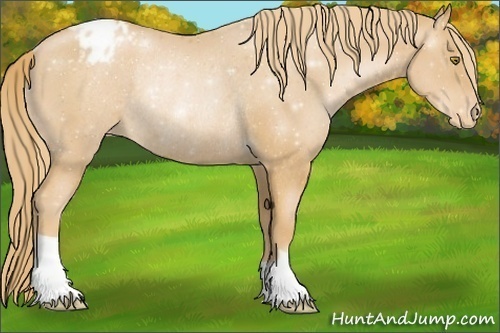 Horse Color:Chestnut Pearl Varnish Rabicano 