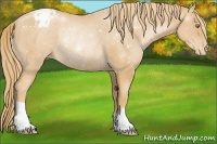 Horse Color:Chestnut Pearl Appaloosa Rabicano