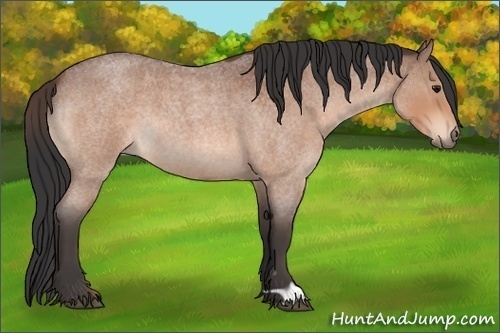 Horse Color:Bay Roan