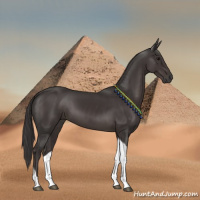 Horse Color:Smoky Black Tobiano 