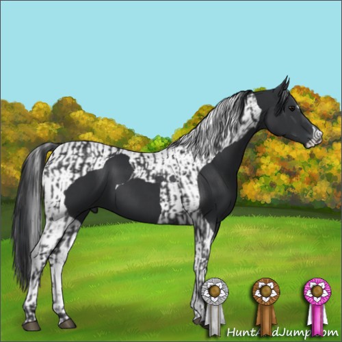 Horse Color:Black  and Black Tobiano 