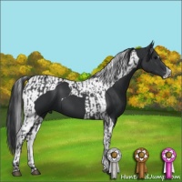Horse Color:Black  and Black Tobiano 