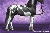 Horse Color:Liver Chestnut Tobiano Appaloosa Rabicano 