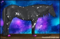 Horse Color:White Spotted Black 