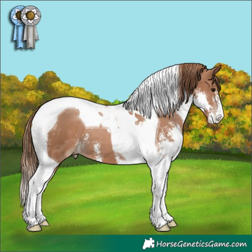 Horse Color:Black Pearl Sabino Tobiano 