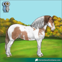 Horse Color:Black Pearl Sabino Tobiano