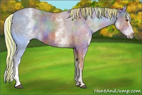 Horse Color:Painted Nacre White Spotted Chestnut Splash Rabicano