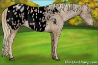 Horse Color:Void Painted Chocolate Palomino Pearl Sabino Appaloosa Rabicano 