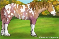 Horse Color:Chocolate Brown Pearl Splash Near Leopard 