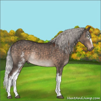 Horse Color:White Spotted Silver Brown Dun Mushroom Sabino Rabicano