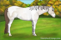 Horse Color:Grullo Pearl Sabino Tobiano Rabicano 
