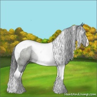 Horse Color:Black Tobiano Rabicano