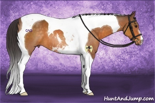 Horse Color:Buckskin Tobiano 