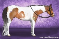 Horse Color:Buckskin Tobiano