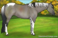 Horse Color:Grullo Tobiano 