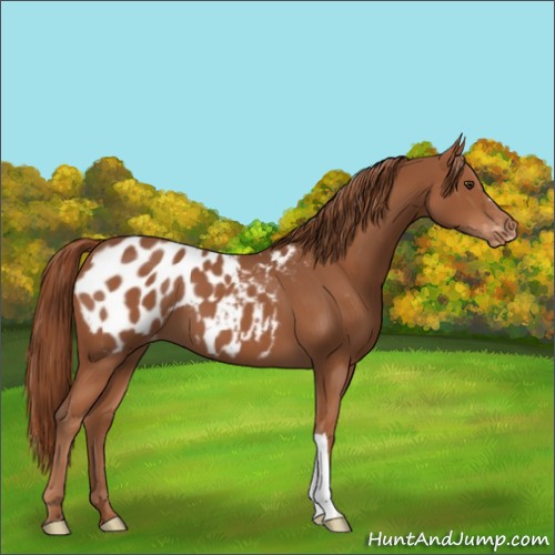 Horse Color:Unknown 