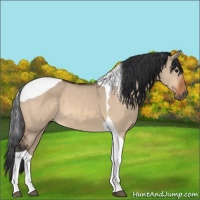 Horse Color:Bay Dun Tobiano 