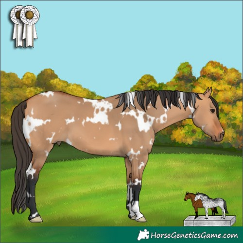 Horse Color:White Spotted Bay Dun 