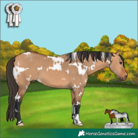 Horse Color:White Spotted Bay Dun