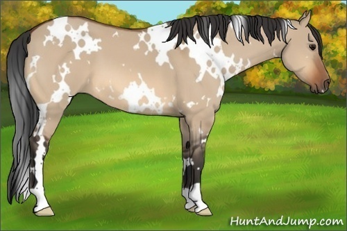 Horse Color:White Spotted Bay Dun