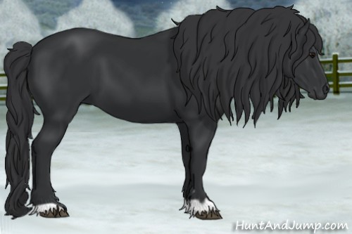 Horse Color:Black 