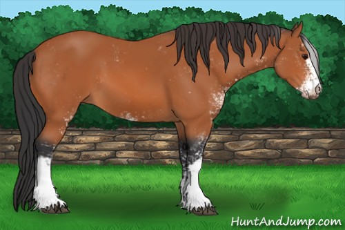 Horse Color:Bay Sabino