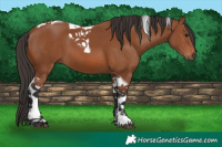 Horse Color:Bay Tobiano