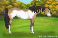 Horse Color:Buckskin Dun Sabino Frame Rabicano 