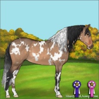 Horse Color:White Spotted Bay Dun