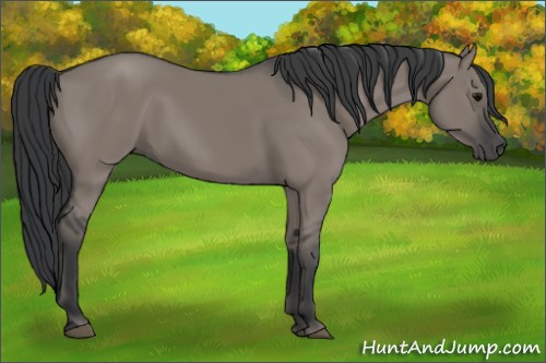Horse Color:Grullo 