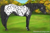 Horse Color:Black Appaloosa