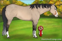 Horse Color:Bay Dun Splash 