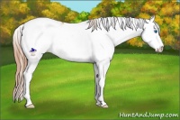 Horse Color:Red Dun Onyx Sabino Splash Appaloosa Rabicano 