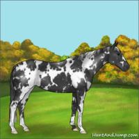 Horse Color:White Spotted Black 