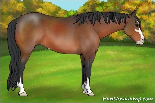 Horse Color:Bay Sabino 