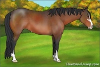 Horse Color:Bay Sabino