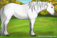 Horse Color:Gray Black 