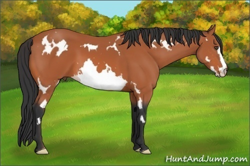 Horse Color:White Spotted Bay Frame