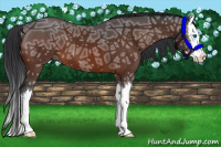 Horse Color:Bay Ice Sabino Splash