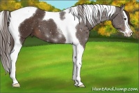 Horse Color:Liver Chestnut Splash Tobiano