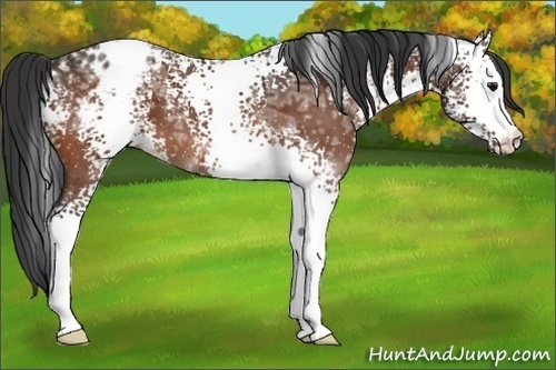 Horse Color:White Spotted Bay Ice Appaloosa 