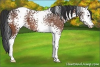 Horse Color:White Spotted Bay Ice Appaloosa