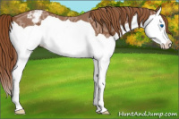 Horse Color:Chestnut Ice Splash Appaloosa 