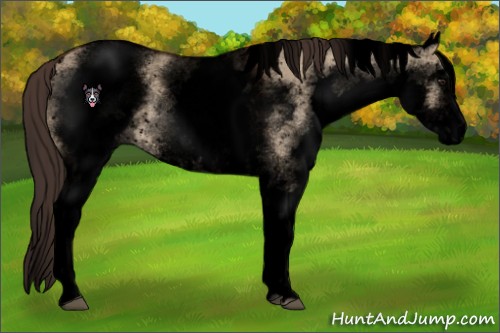 Horse Color:Void White Spotted Brown Dun Appaloosa 
