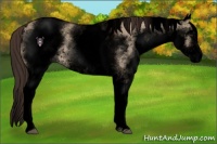 Horse Color:Void White Spotted Brown Dun Appaloosa 
