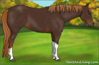 Horse Color:Gray Chestnut 