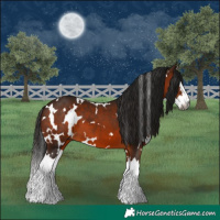 Horse Color:Gray White Spotted Bay Splash